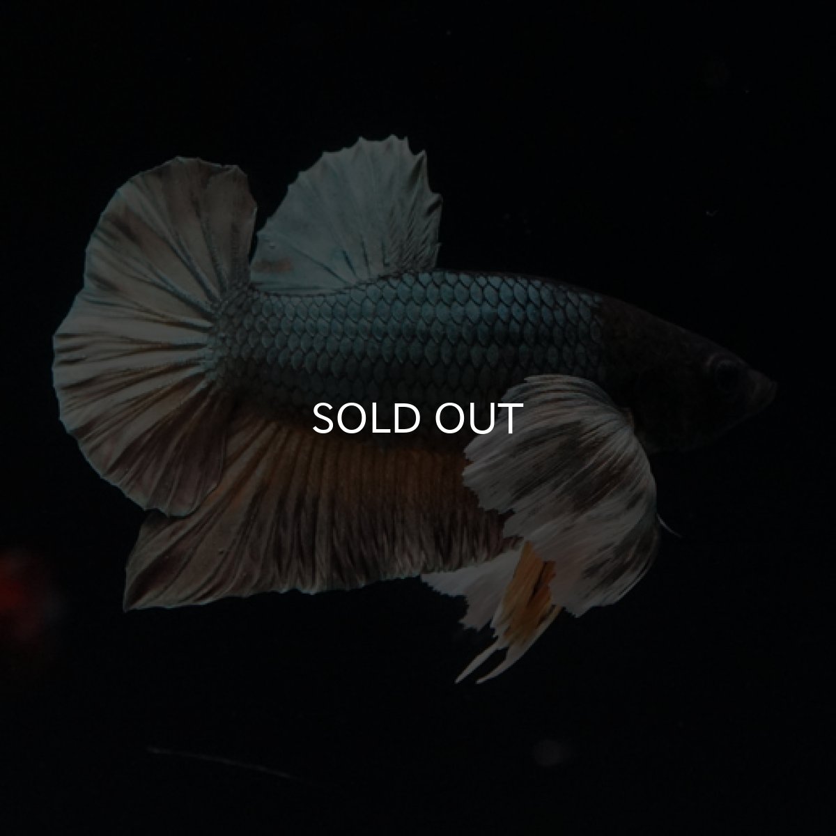 画像3: HMPK イエローカッパー ダンボ (3)