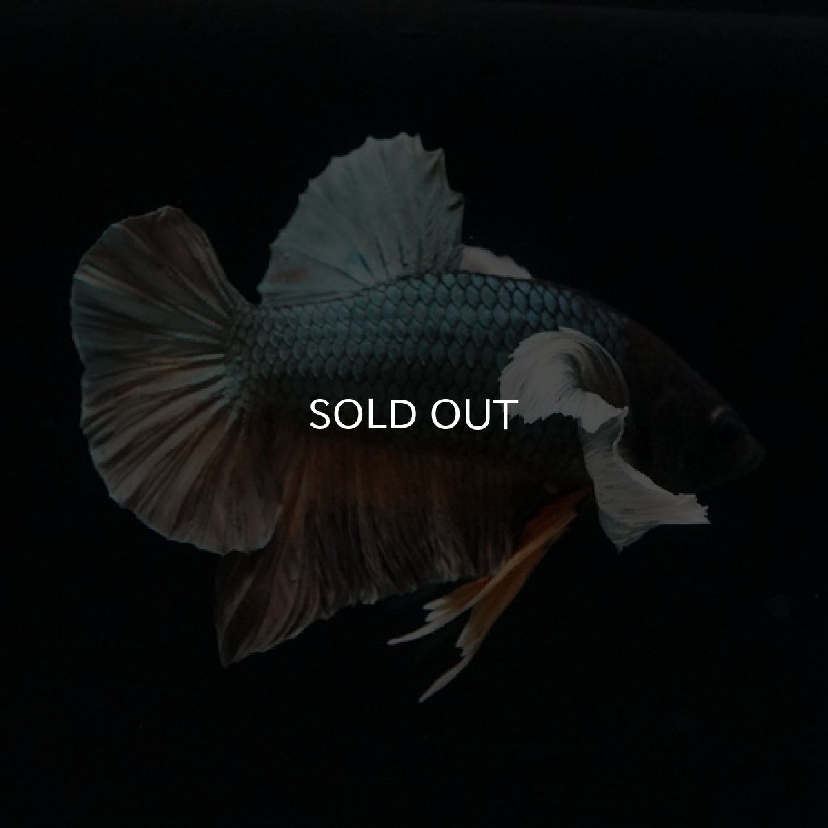 画像7: HMPK イエローカッパー ダンボ (7)