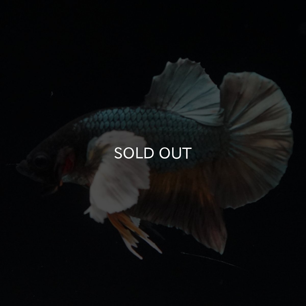 画像5: HMPK イエローカッパー ダンボ (5)