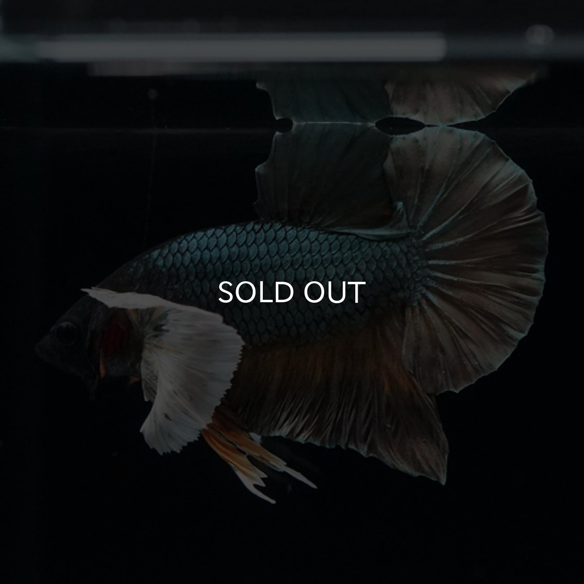 画像4: HMPK イエローカッパー ダンボ (4)