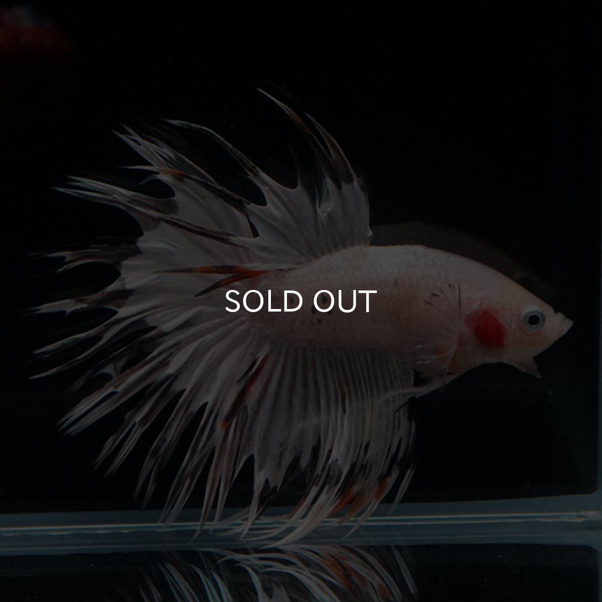 画像6: CT クリアファンシー (6)