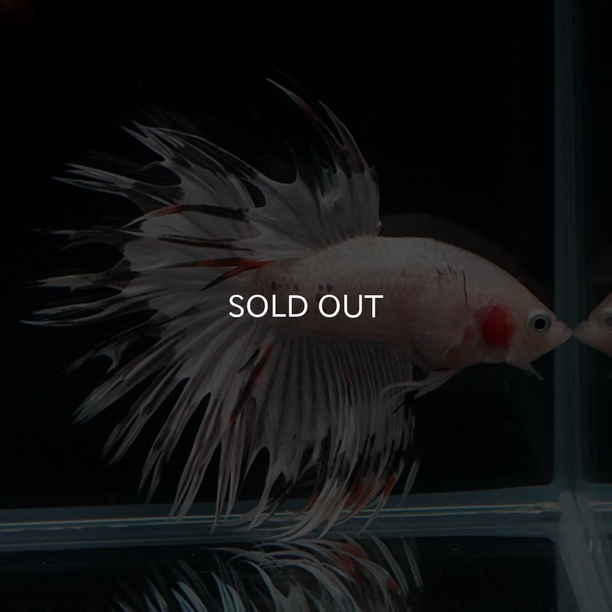 画像5: CT クリアファンシー (5)