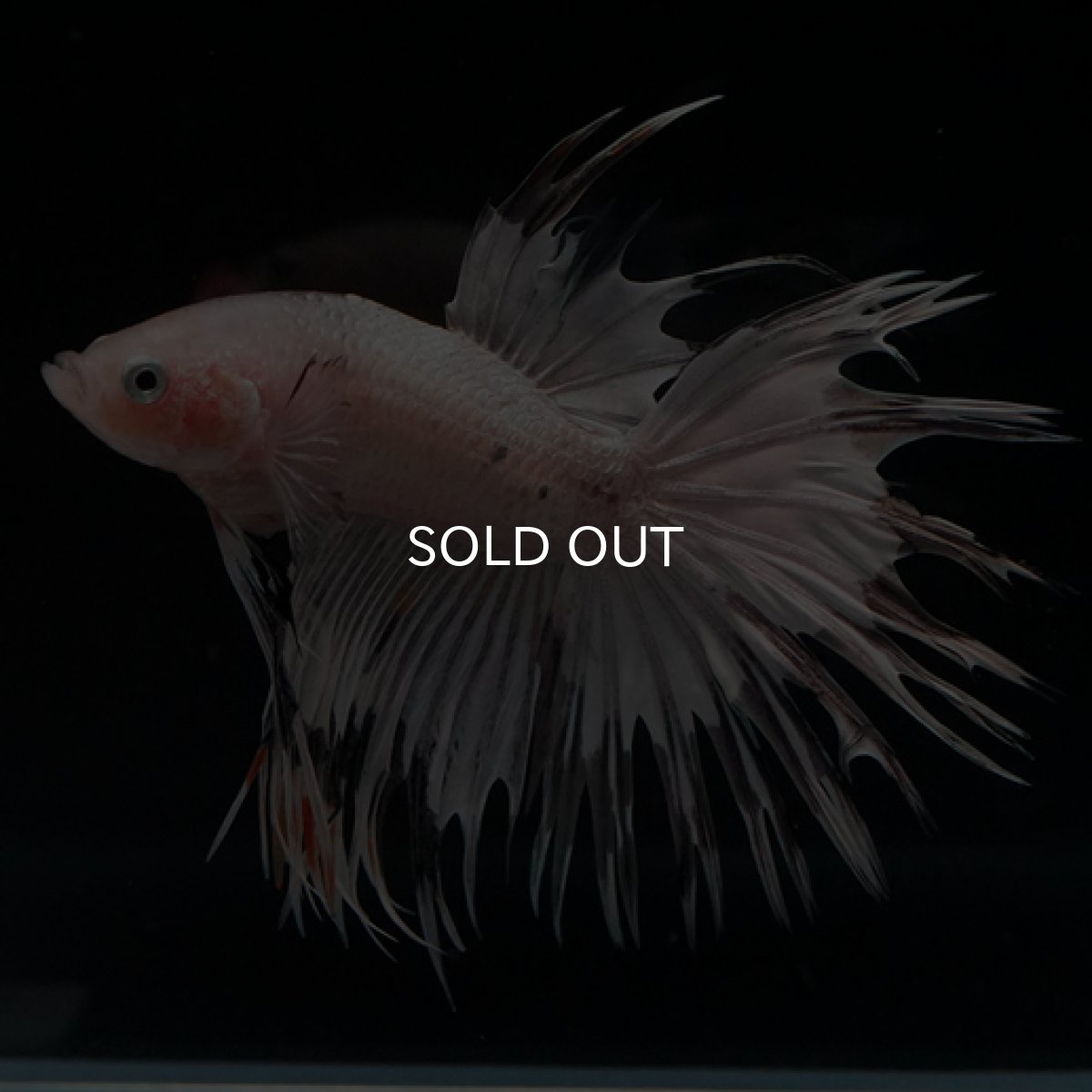 画像4: CT クリアファンシー (4)