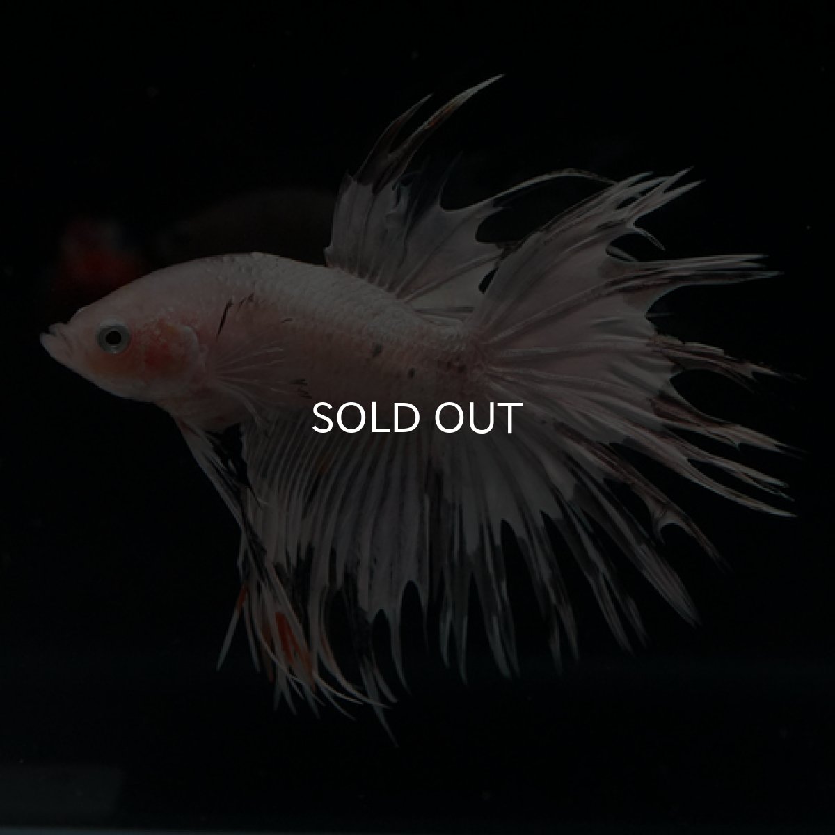 画像3: CT クリアファンシー (3)