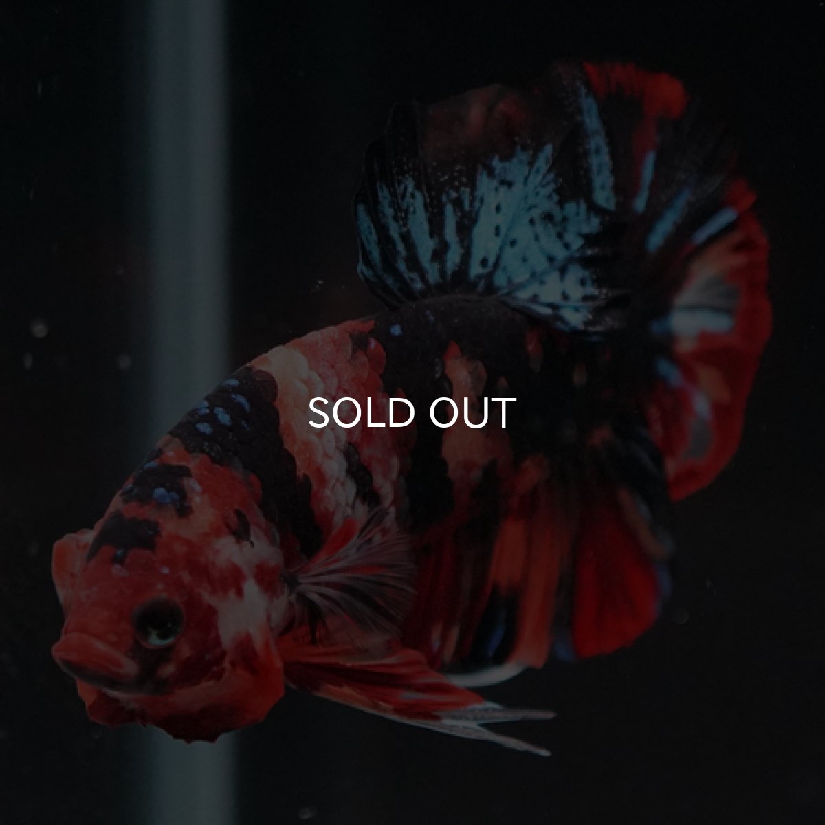 画像9: HMPK　キャンディ (9)