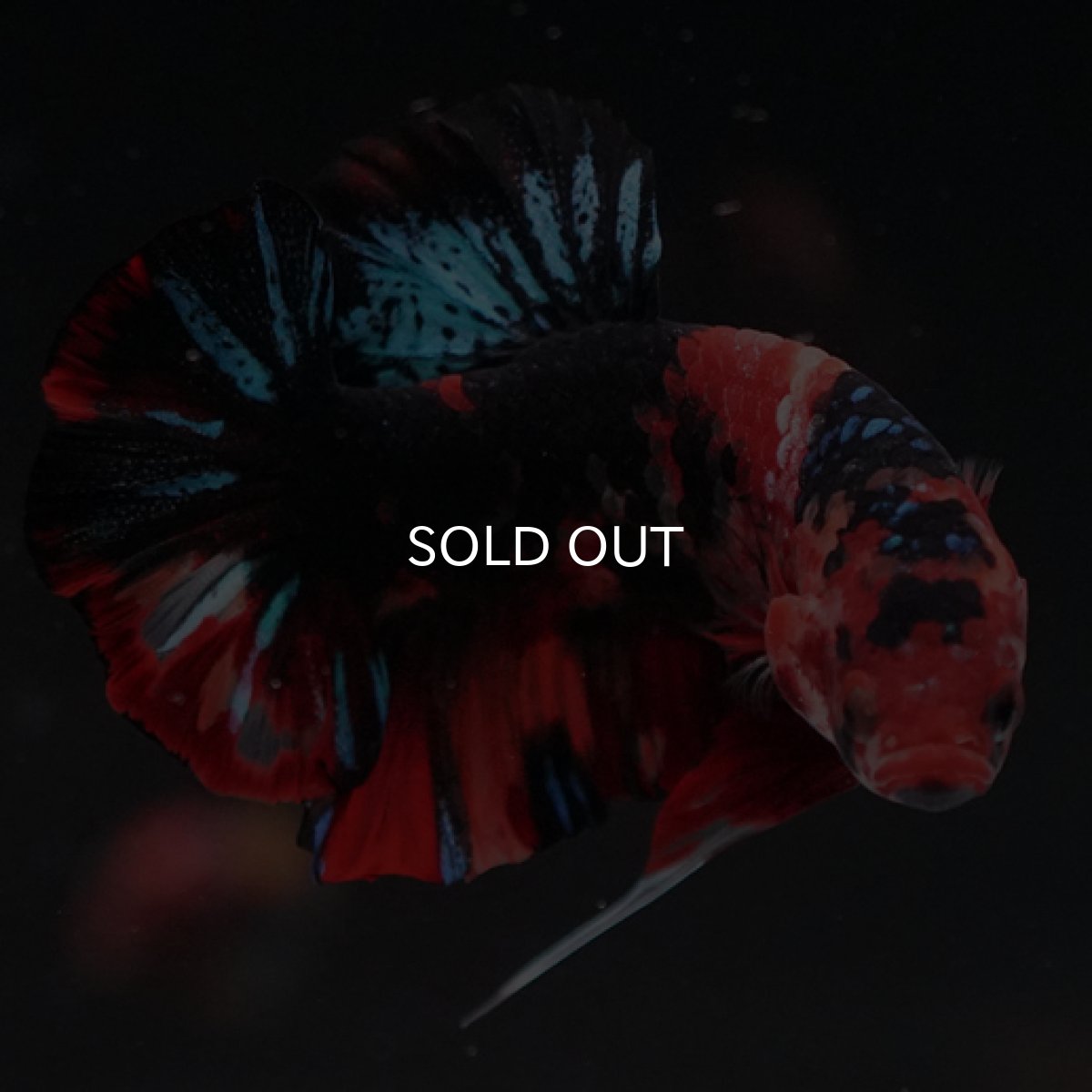 画像8: HMPK　キャンディ (8)