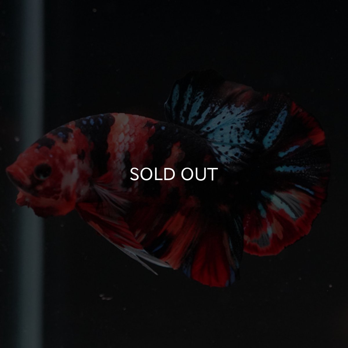 画像7: HMPK　キャンディ (7)