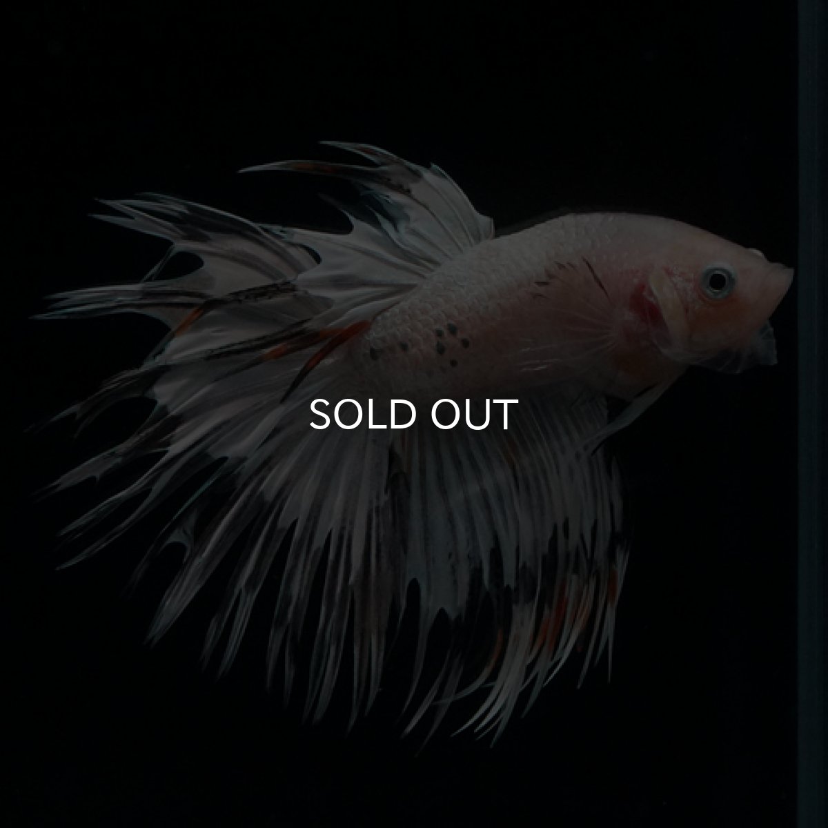 画像2: CT クリアファンシー (2)