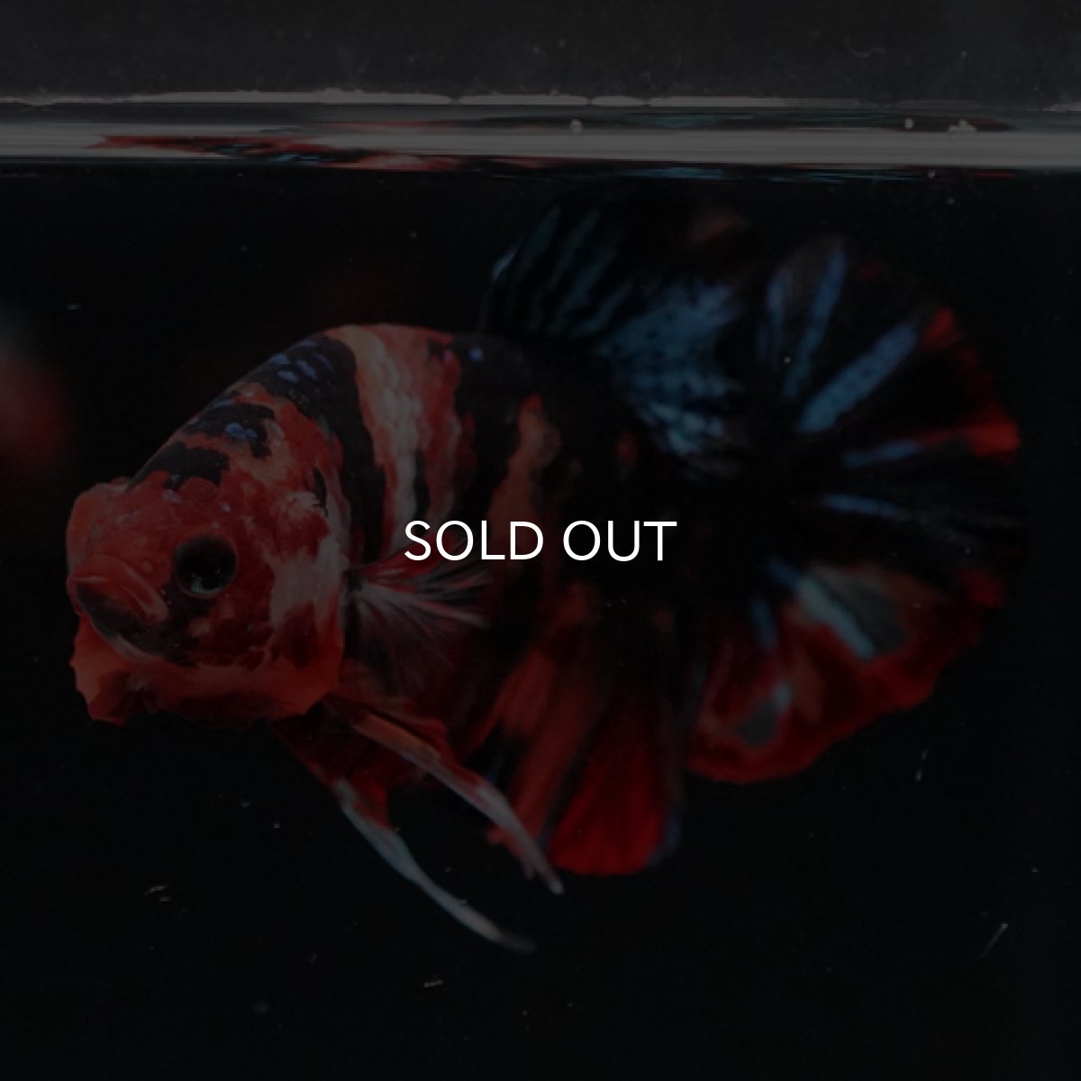 画像6: HMPK　キャンディ (6)