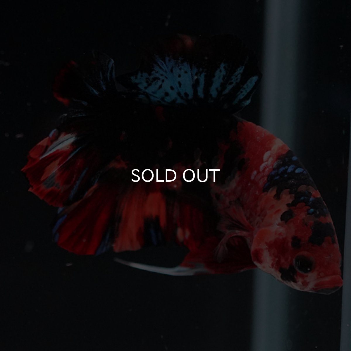 画像5: HMPK　キャンディ (5)