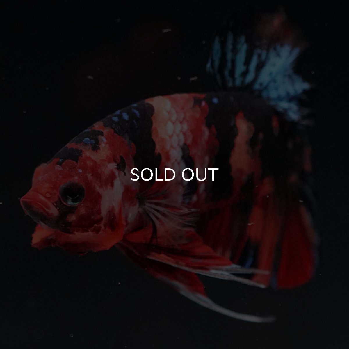 画像4: HMPK　キャンディ (4)