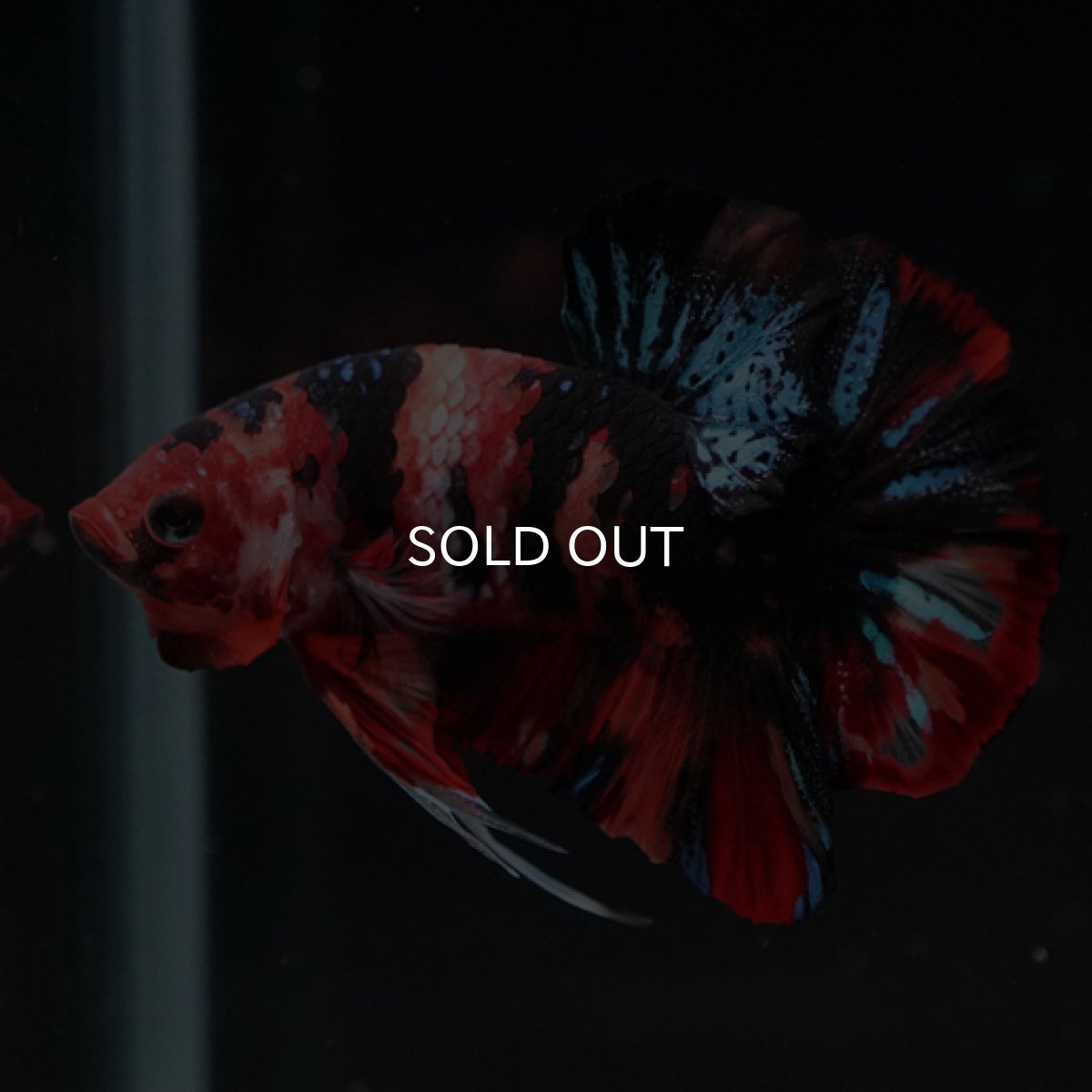 画像3: HMPK　キャンディ (3)