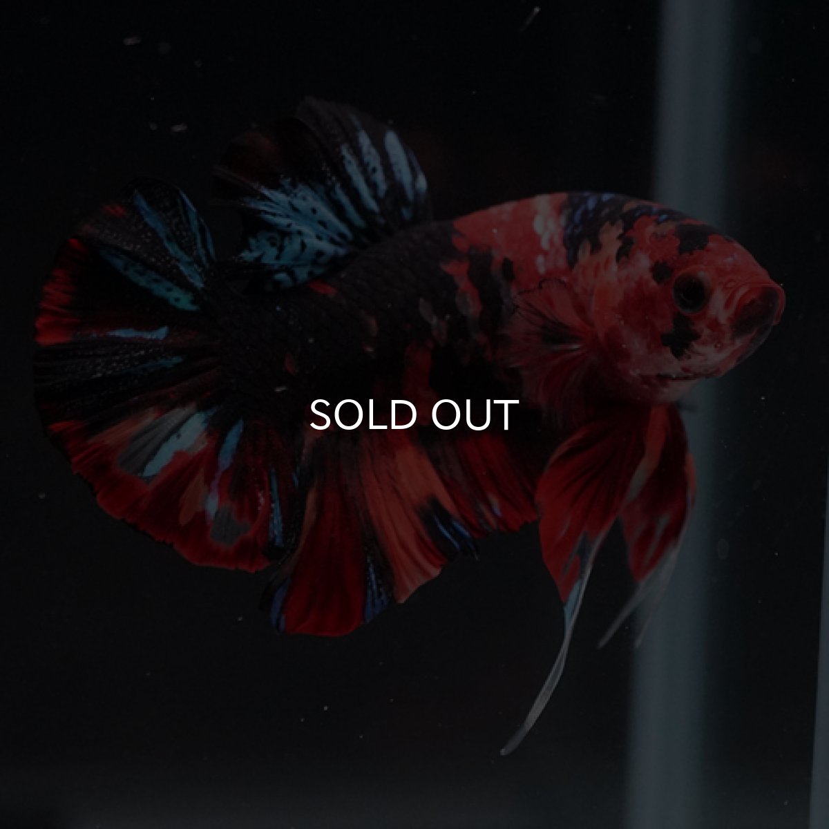 画像2: HMPK　キャンディ (2)