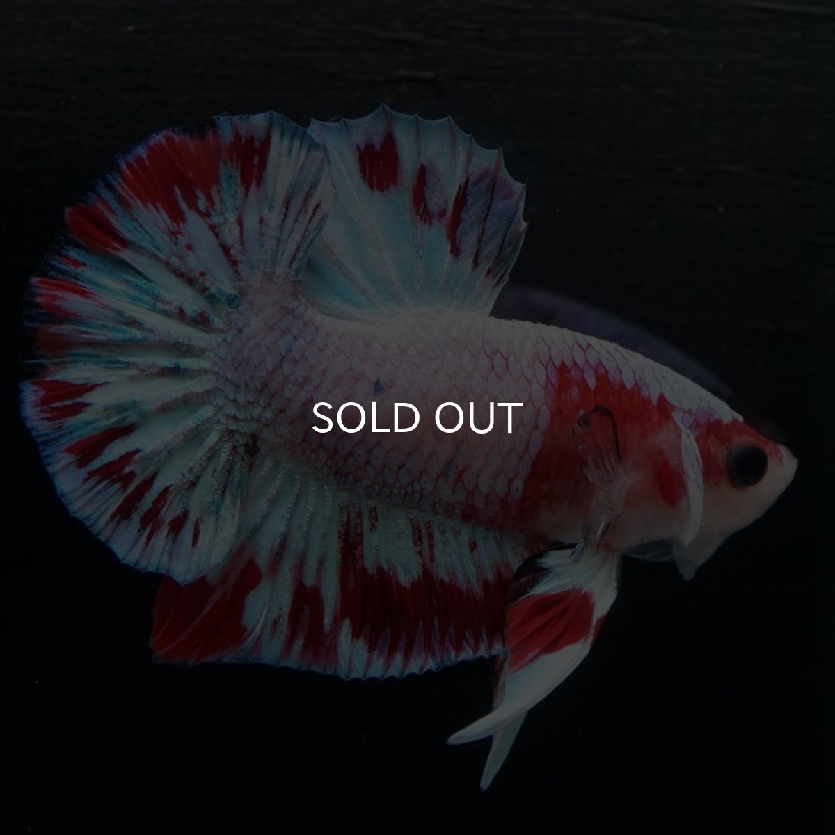 画像4: HMPK　ファンシーピンク (4)