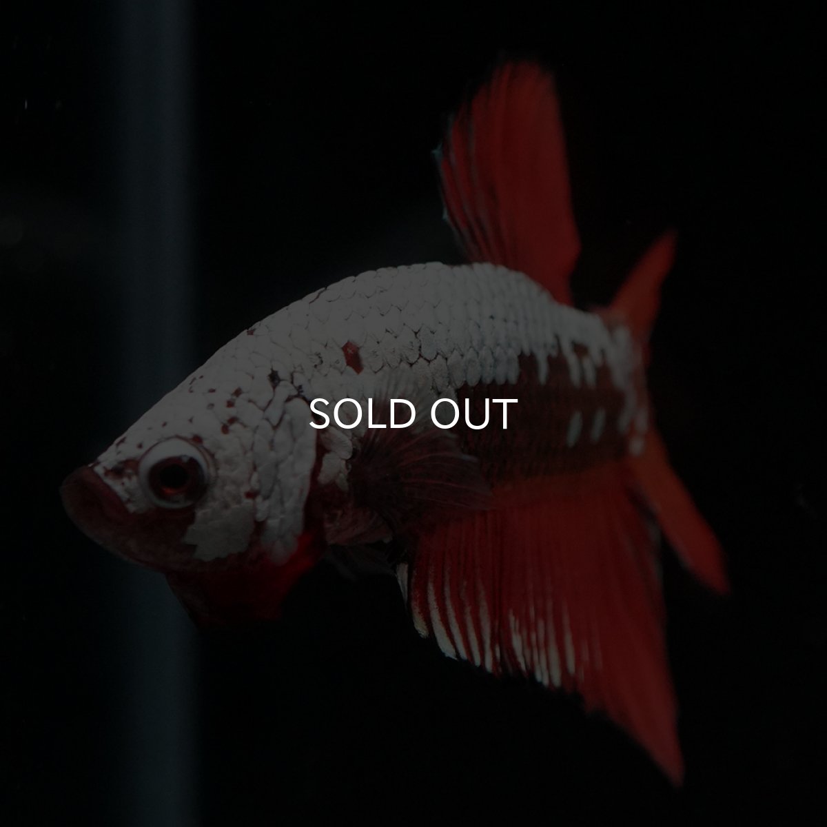 画像4: HMPK　ブラックレッドサムライ (4)