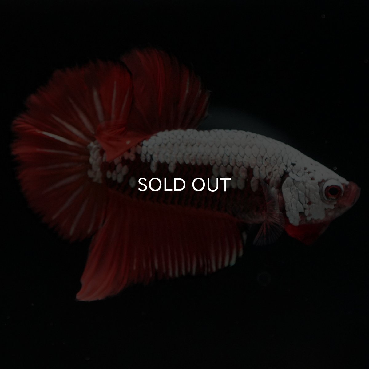 画像2: HMPK　ブラックレッドサムライ (2)