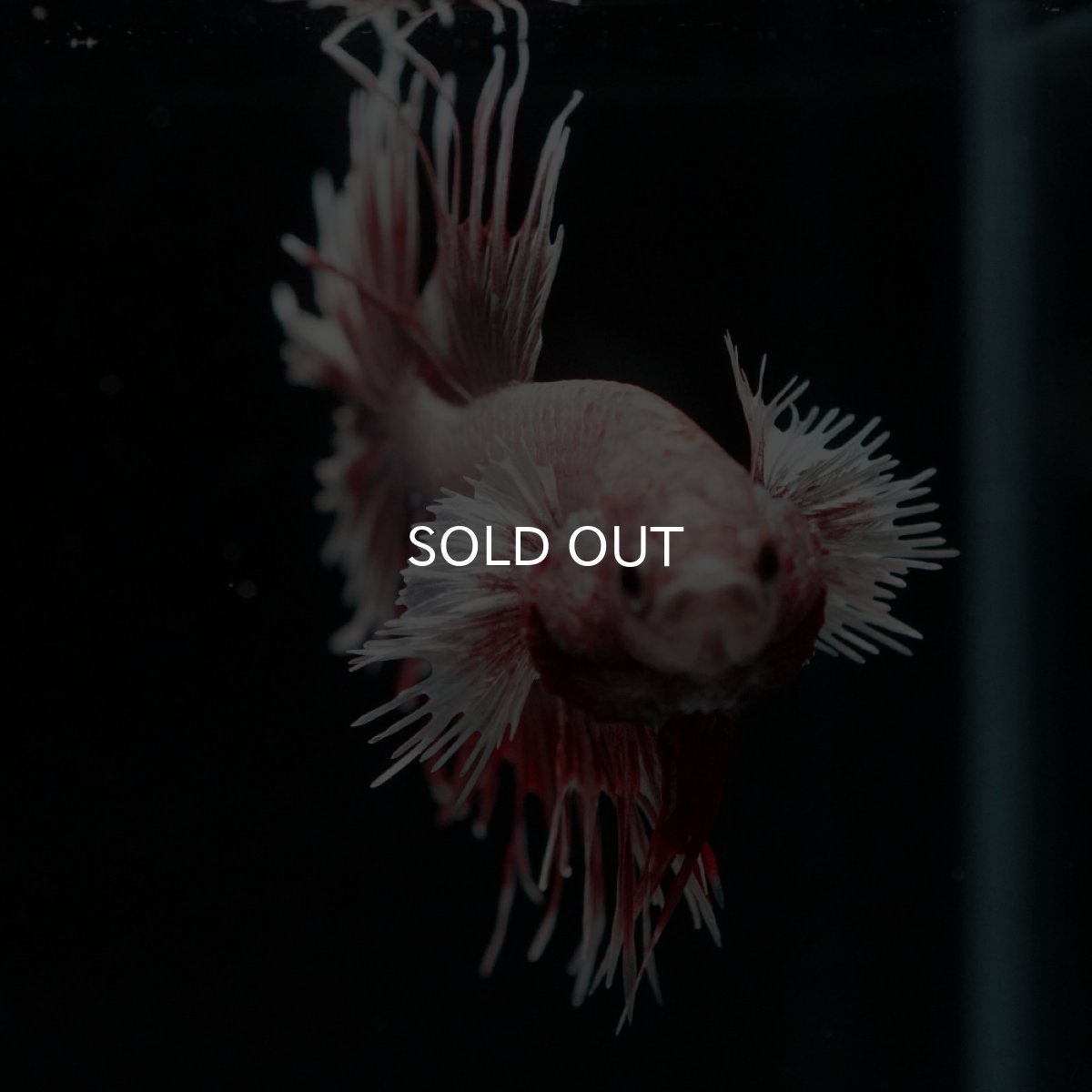 画像6: CT ラベンダーダンボ (6)