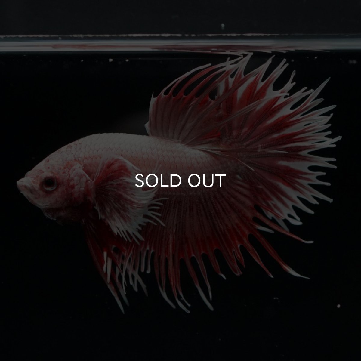 画像5: CT ラベンダーダンボ (5)