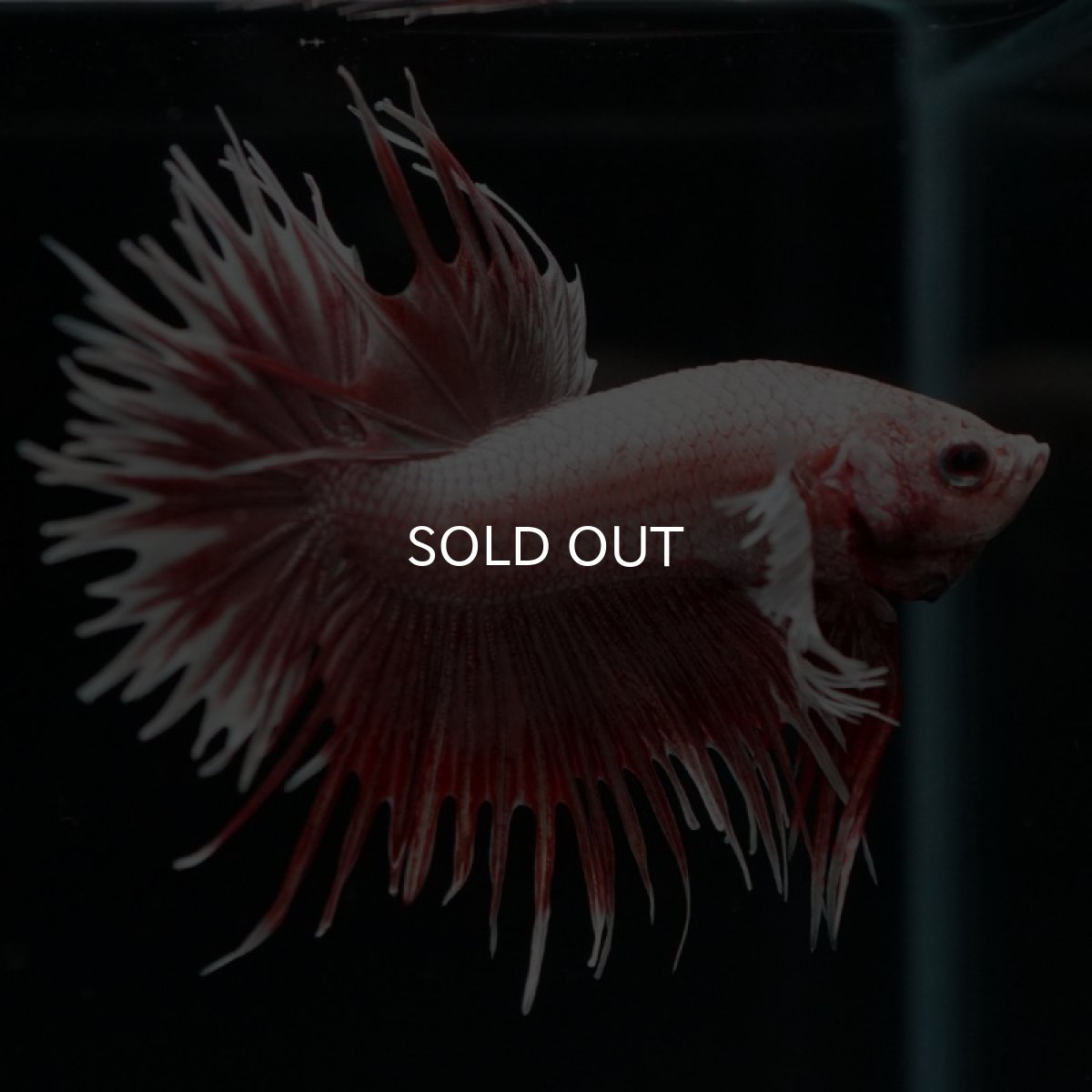 画像3: CT ラベンダーダンボ (3)