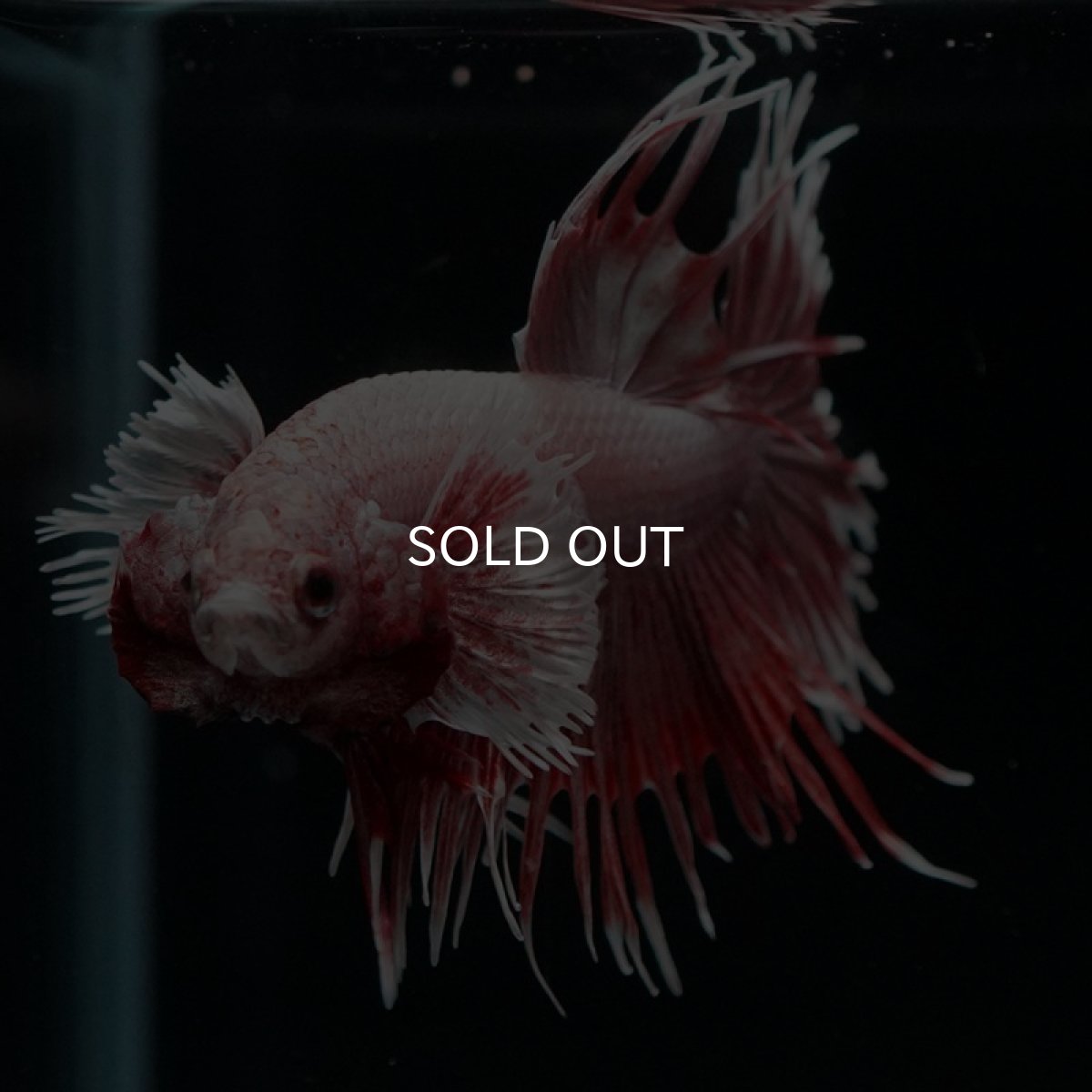 画像2: CT ラベンダーダンボ (2)