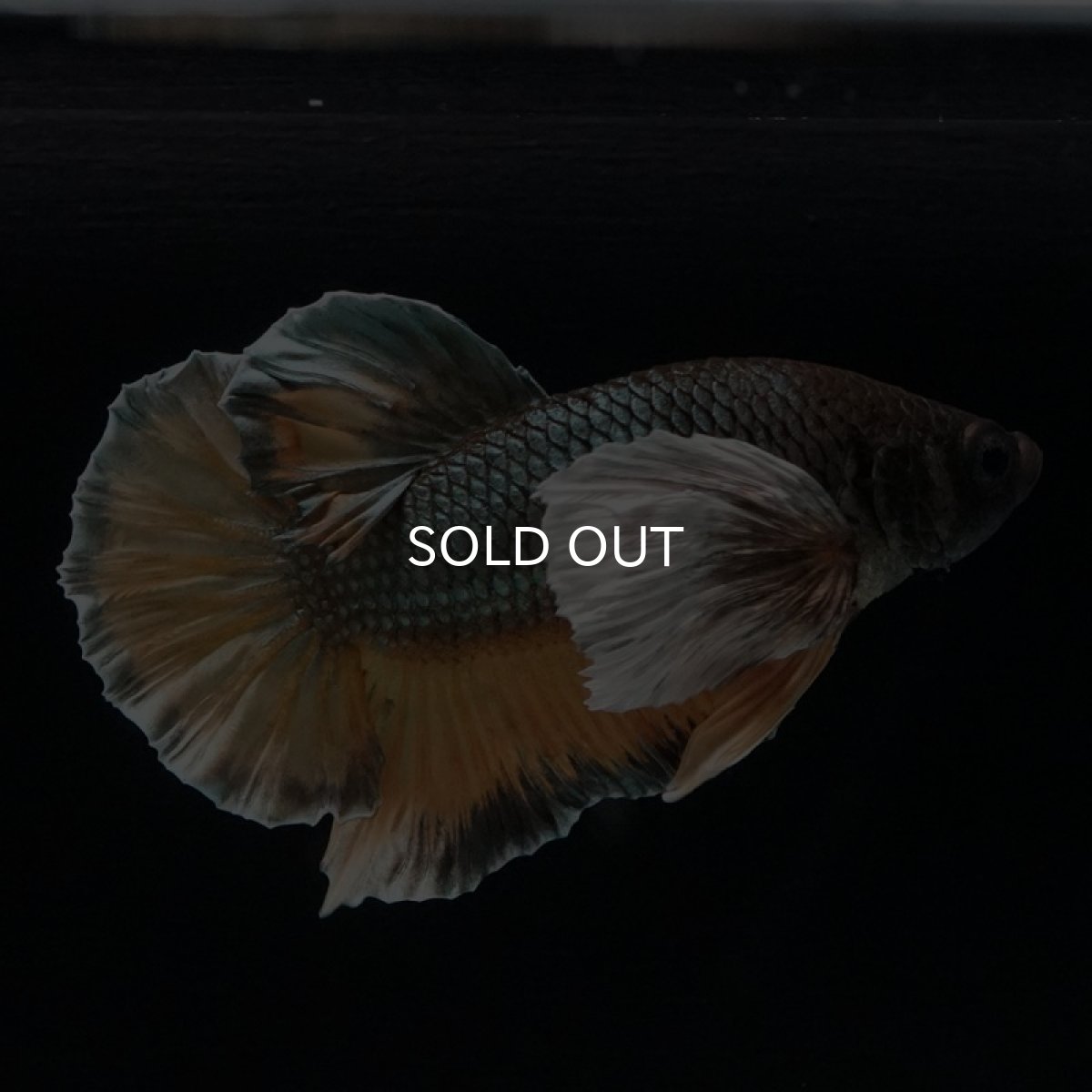 画像2: HMPK　イエローカッパーダンボ (2)