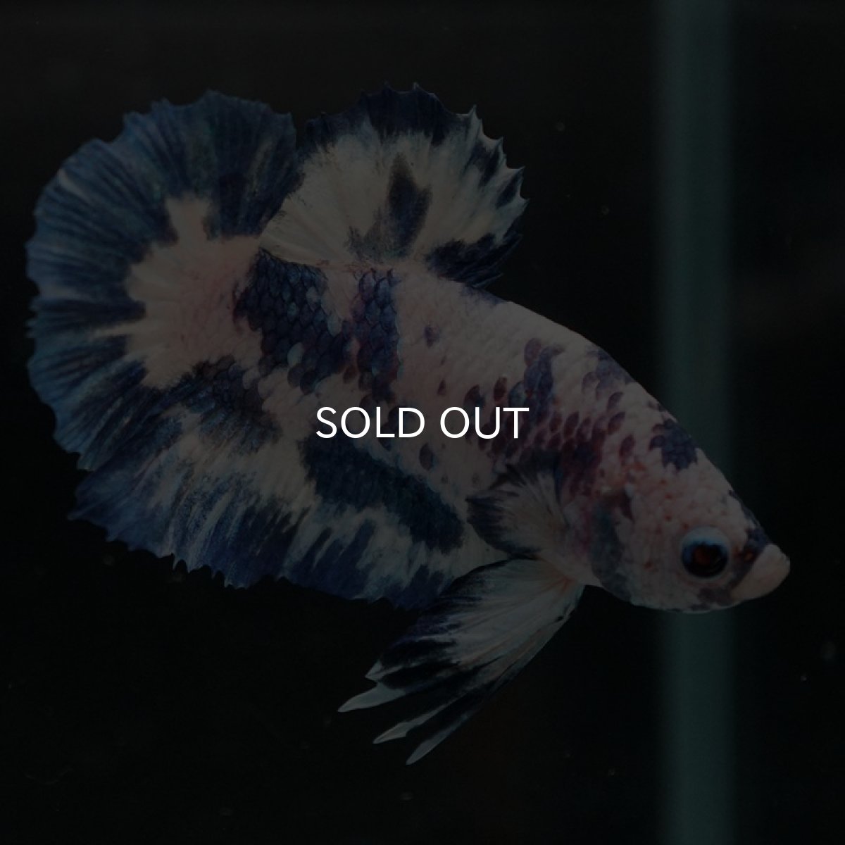 画像9: HMPK ホワイトブルードット (9)