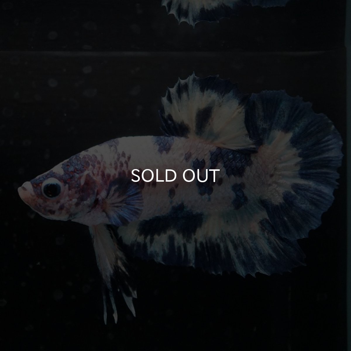 画像2: HMPK ホワイトブルードット (2)