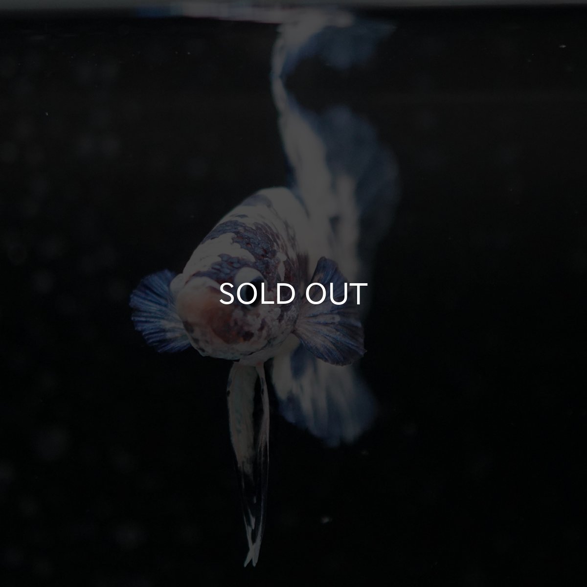 画像7: HMPK ホワイトブルードット (7)