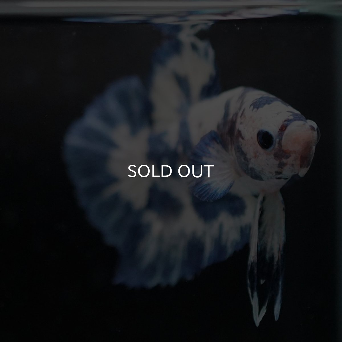 画像6: HMPK ホワイトブルードット (6)