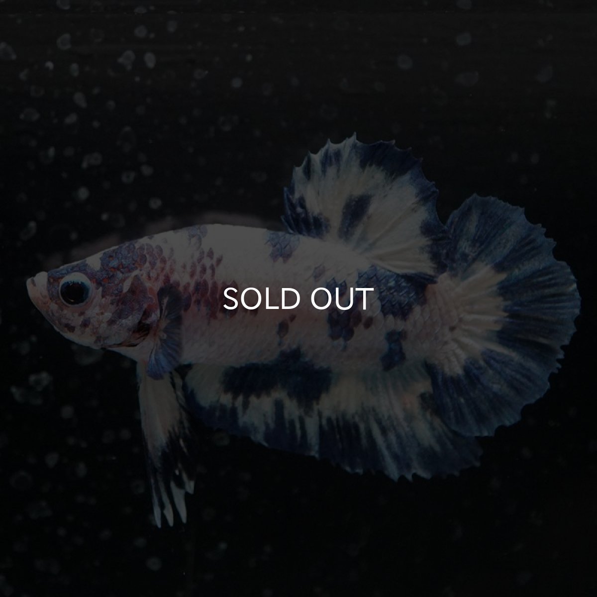 画像5: HMPK ホワイトブルードット (5)