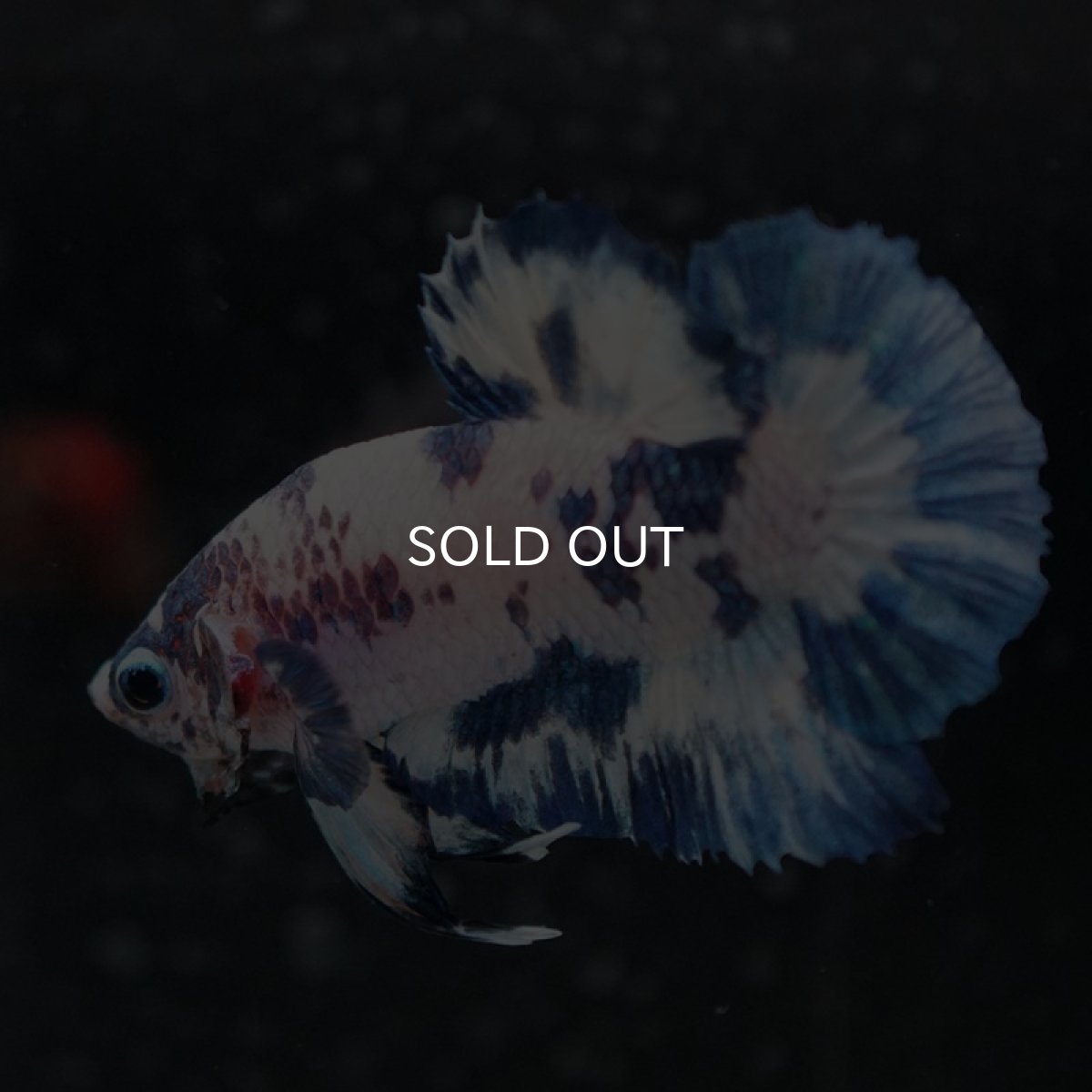 画像4: HMPK ホワイトブルードット (4)