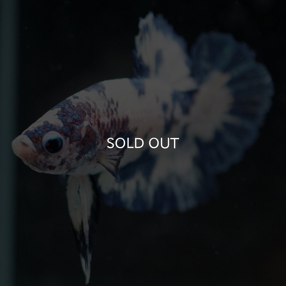 画像3: HMPK ホワイトブルードット (3)