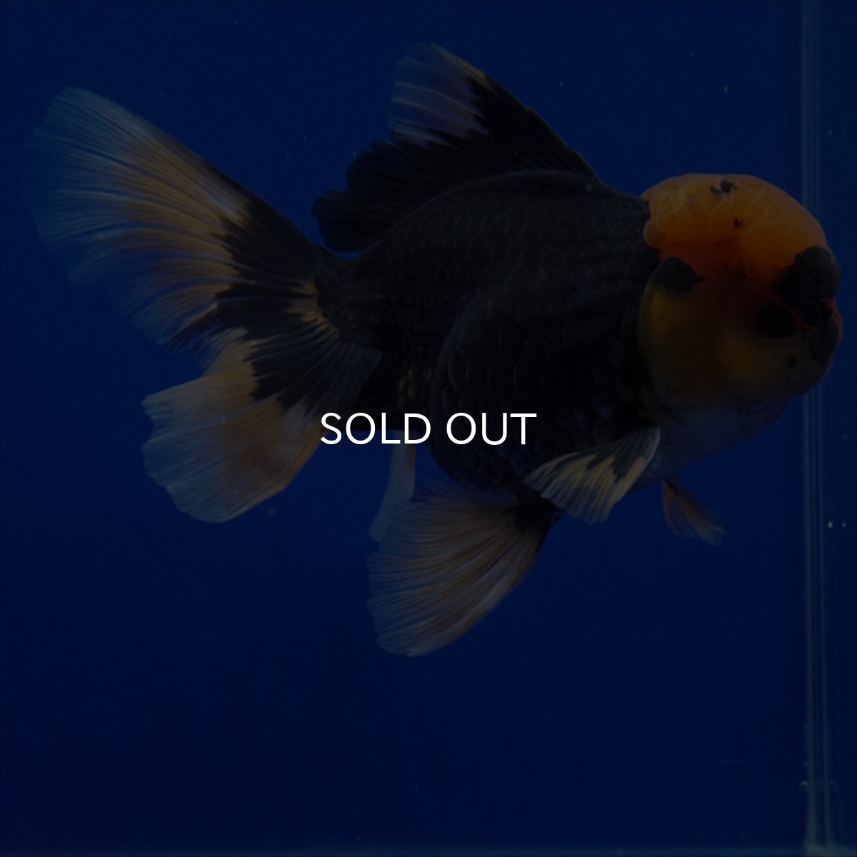 画像20: タイ産　赤黒オランダ　12cm± (20)