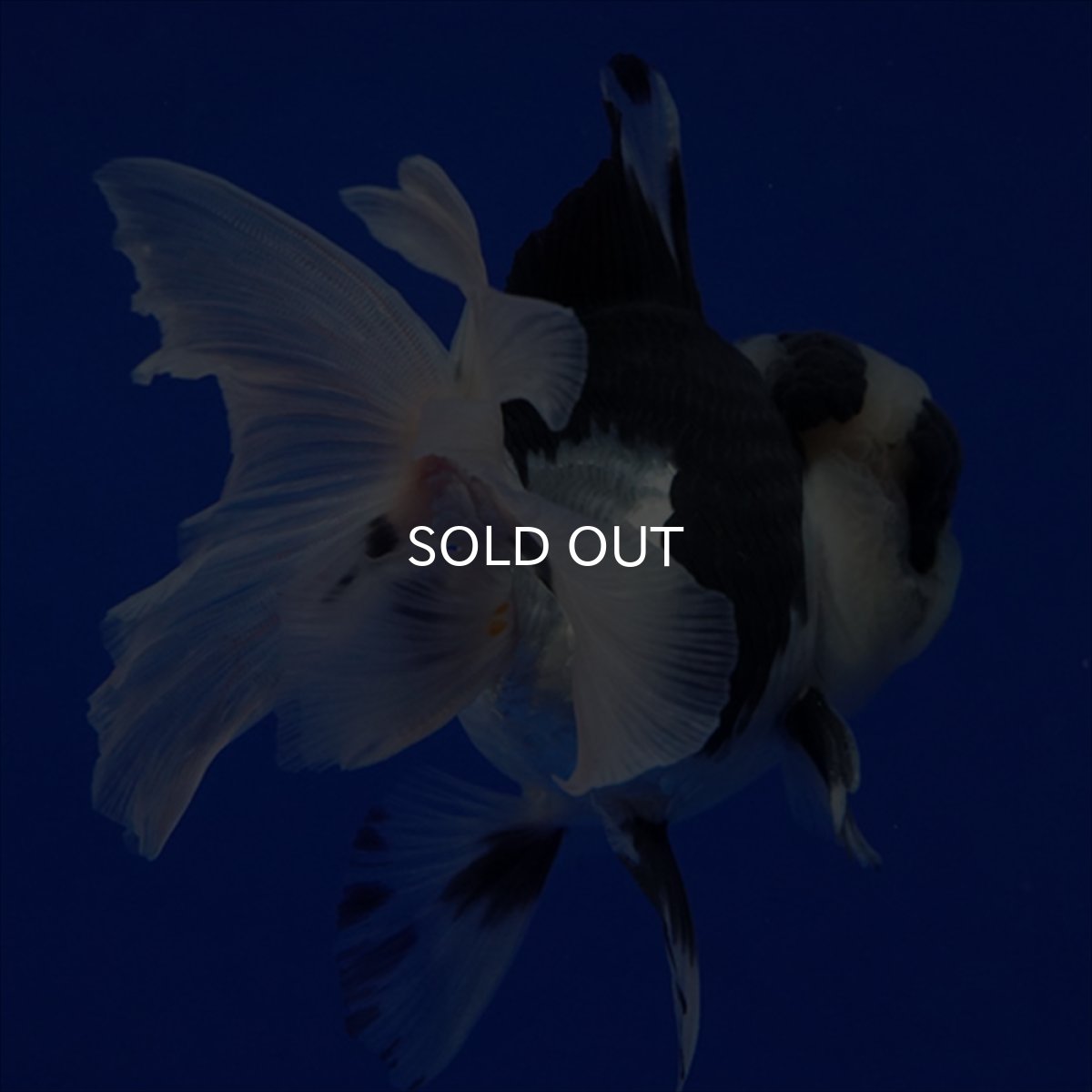 画像18: タイ産 パンダオランダ 12cm± (18)