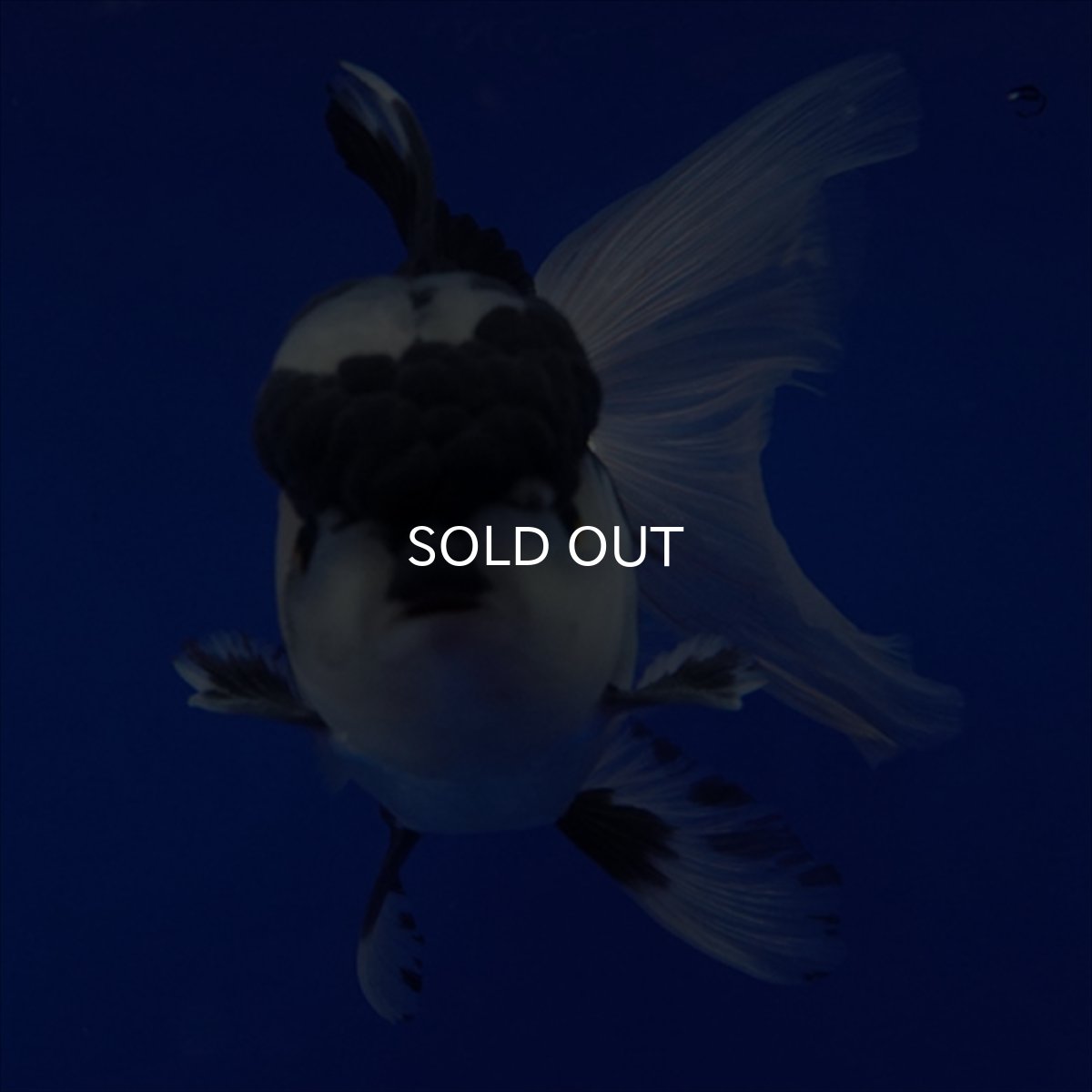 画像17: タイ産 パンダオランダ 12cm± (17)