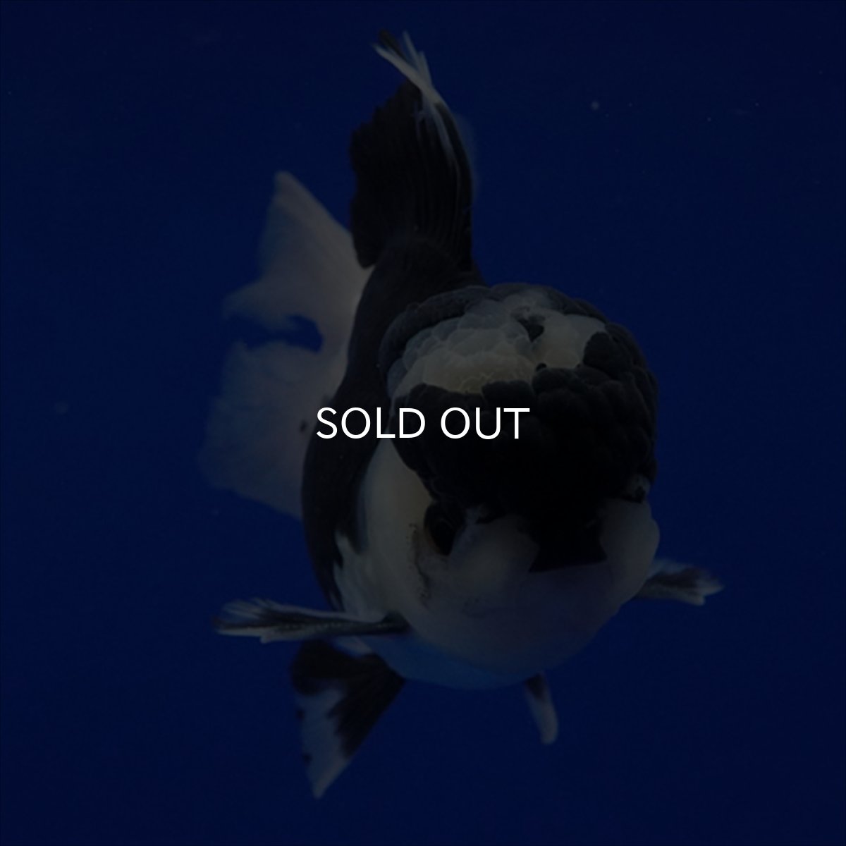 画像16: タイ産 パンダオランダ 12cm± (16)