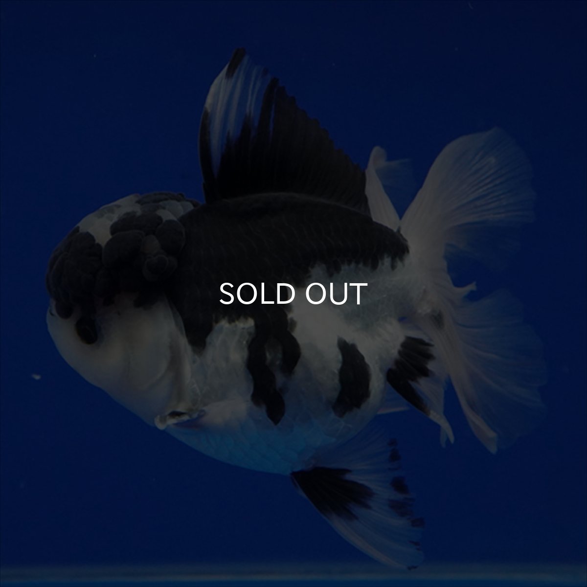 画像15: タイ産 パンダオランダ 12cm± (15)