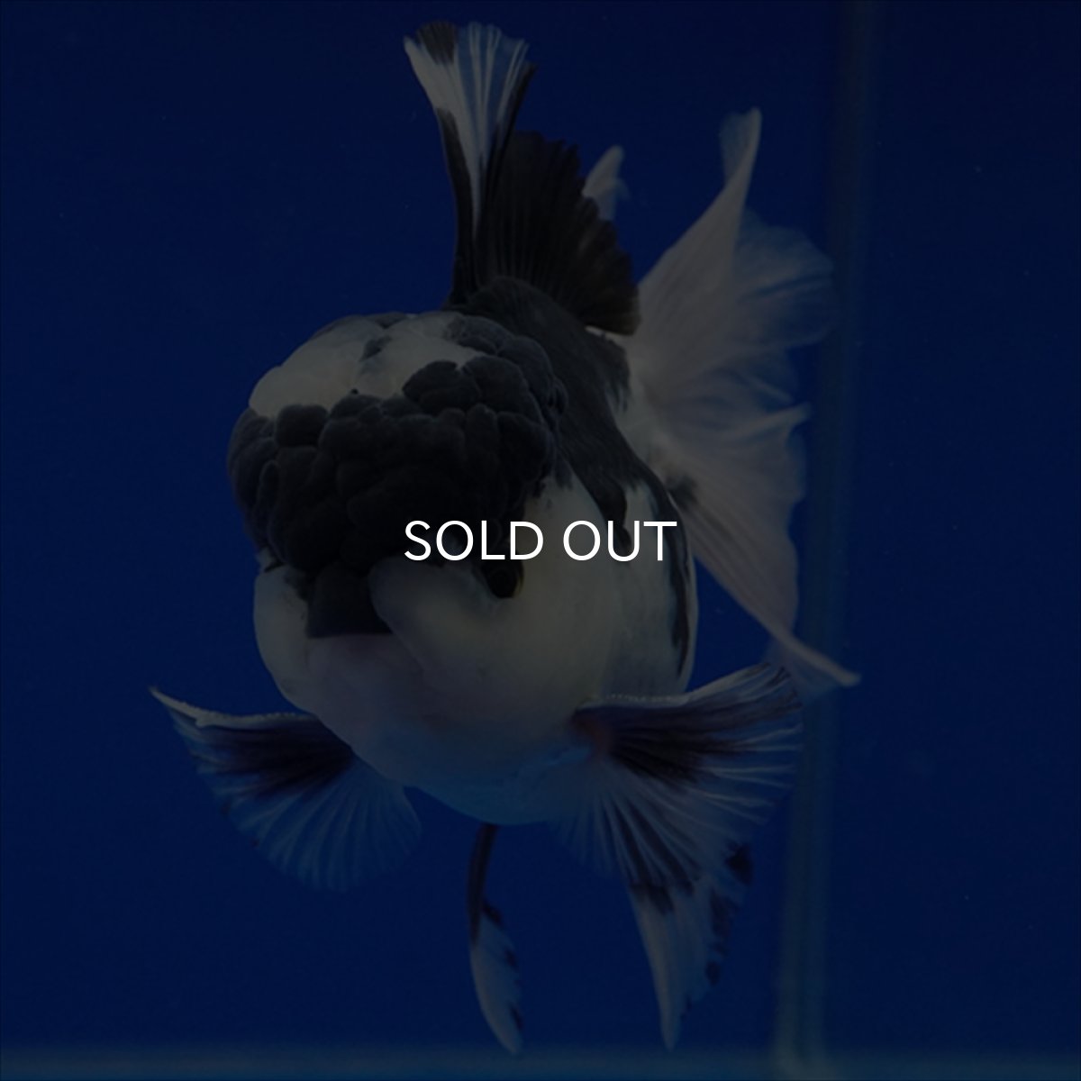 画像5: タイ産 パンダオランダ 12cm± (5)