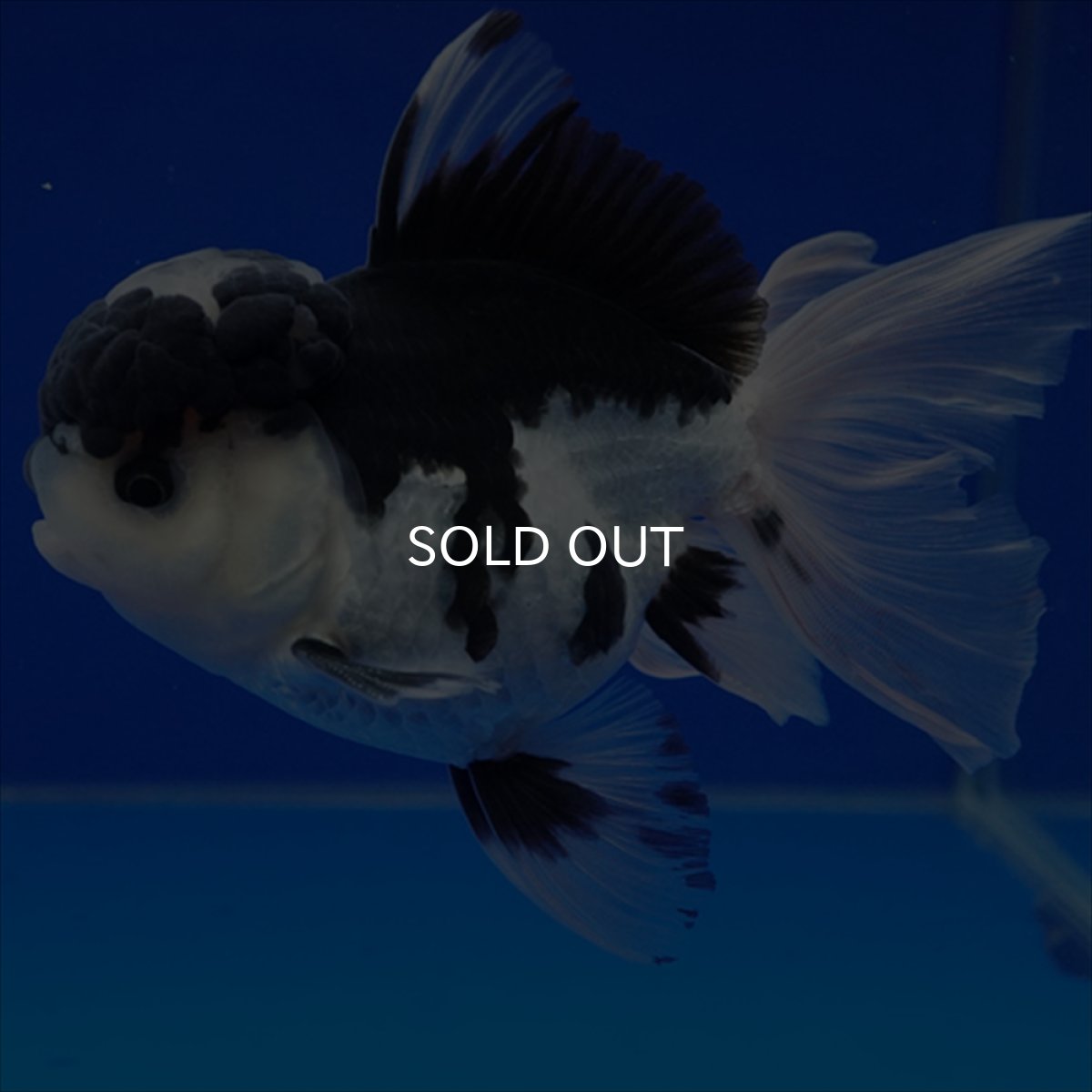 画像2: タイ産 パンダオランダ 12cm± (2)