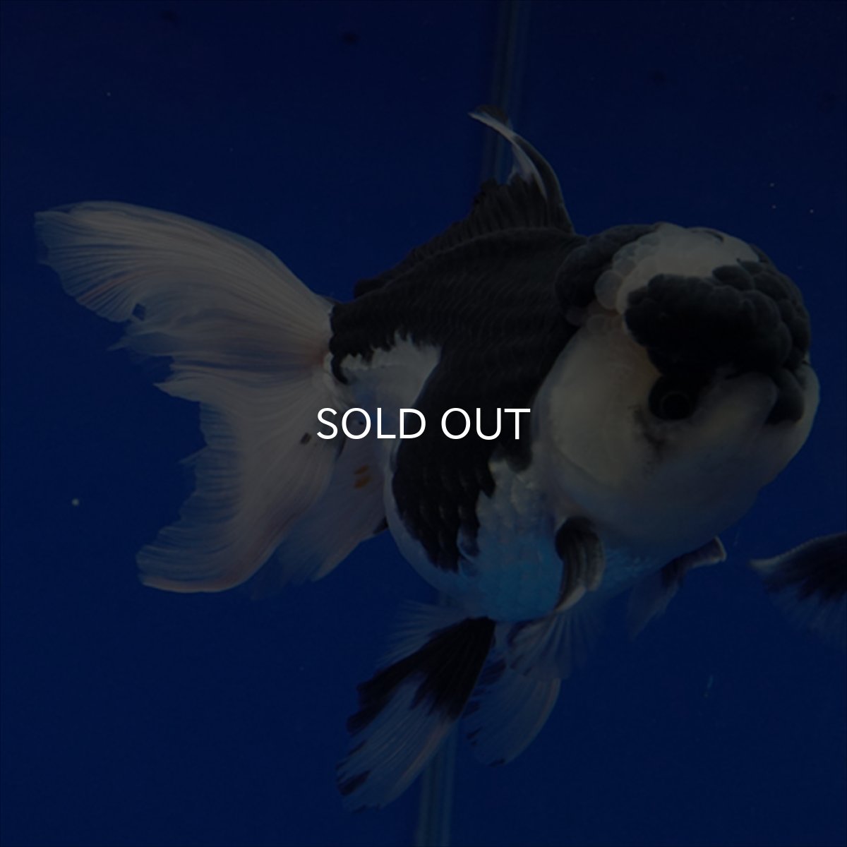 画像4: タイ産 パンダオランダ 12cm± (4)