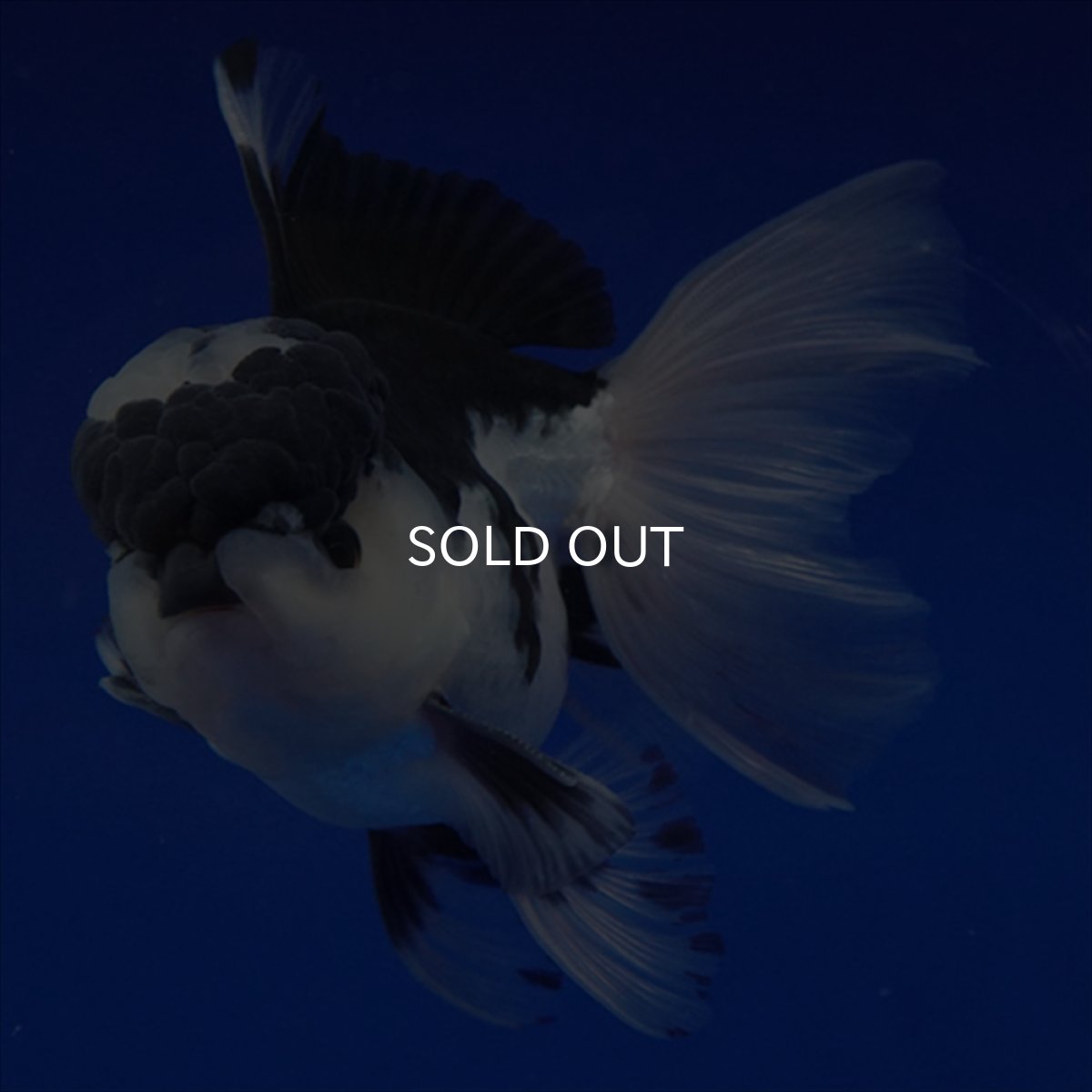 画像14: タイ産 パンダオランダ 12cm± (14)