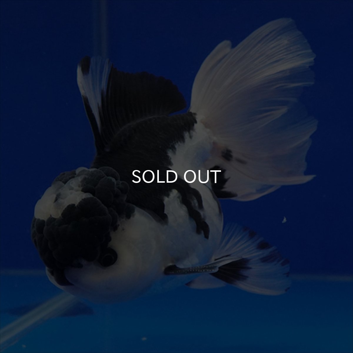 画像13: タイ産 パンダオランダ 12cm± (13)