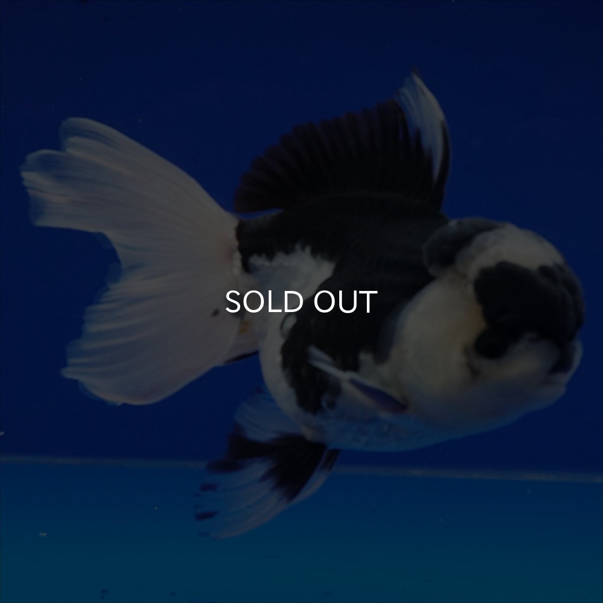 画像12: タイ産 パンダオランダ 12cm± (12)