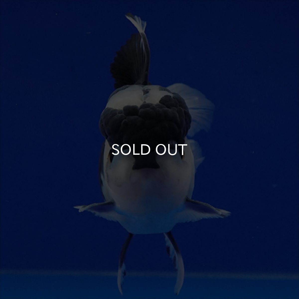 画像3: タイ産 パンダオランダ 12cm± (3)