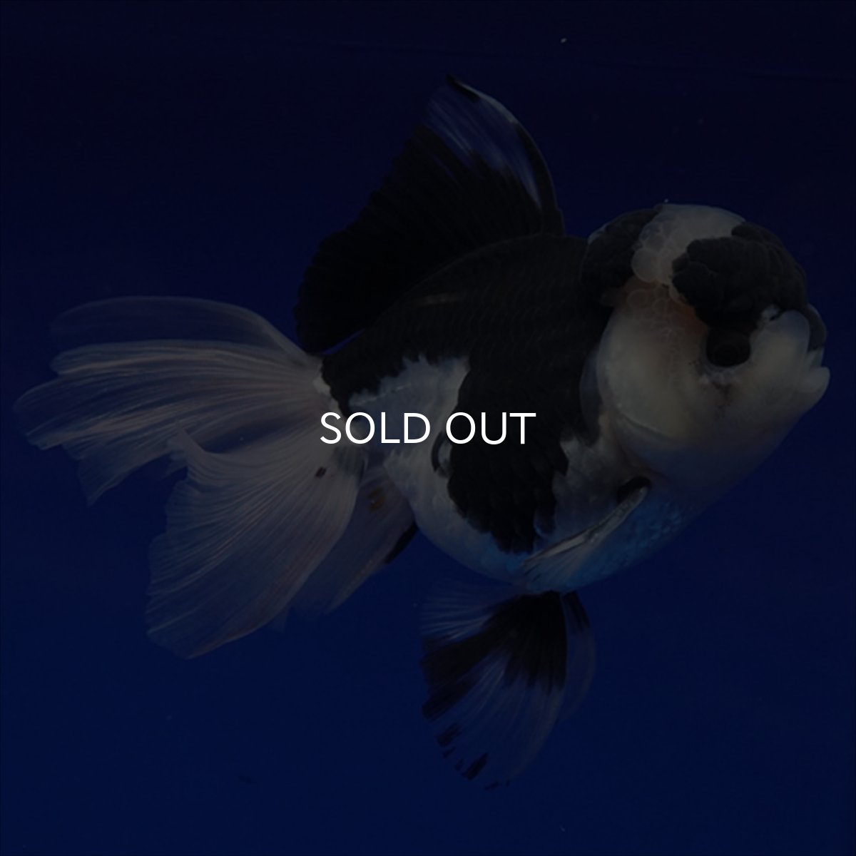 画像11: タイ産 パンダオランダ 12cm± (11)