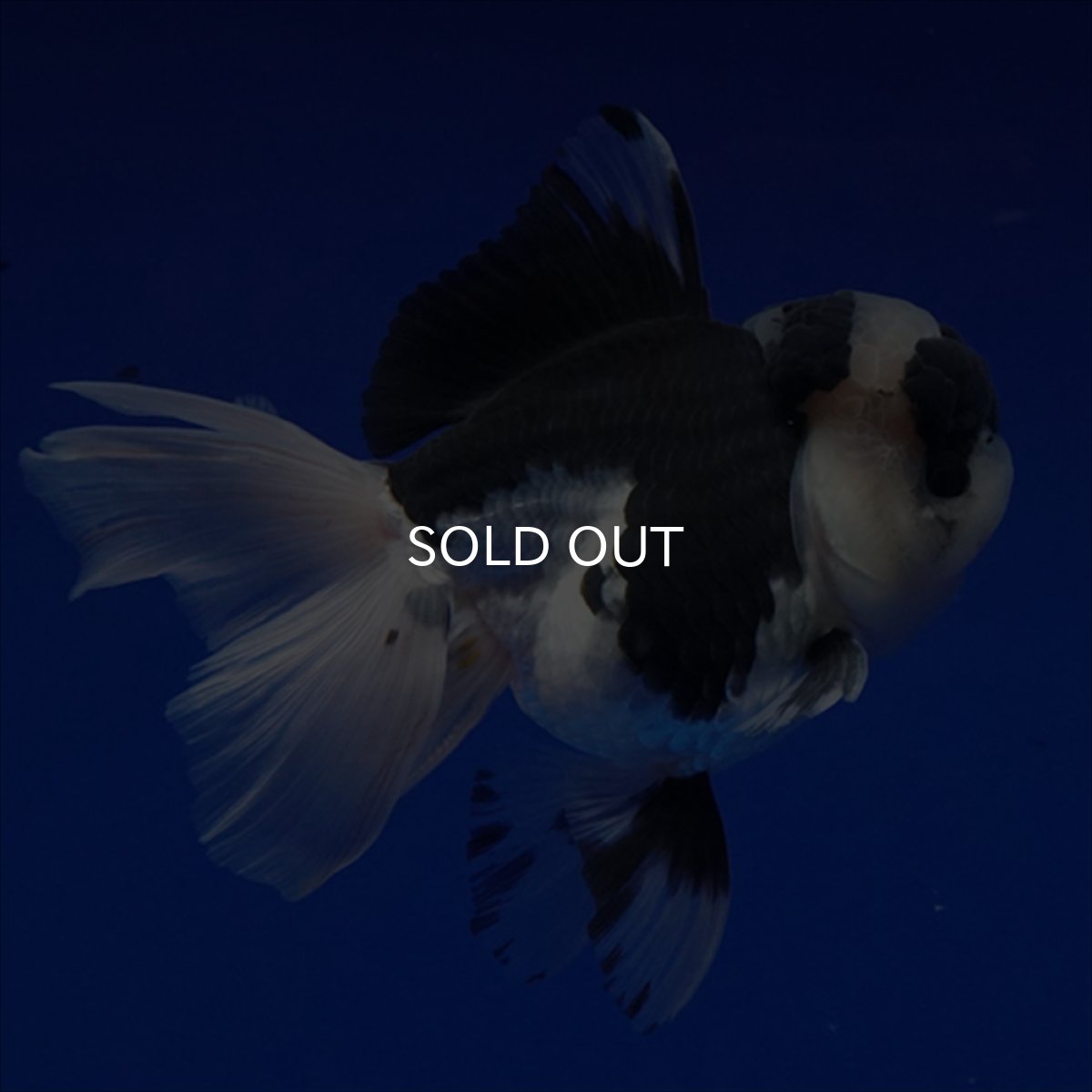 画像10: タイ産 パンダオランダ 12cm± (10)