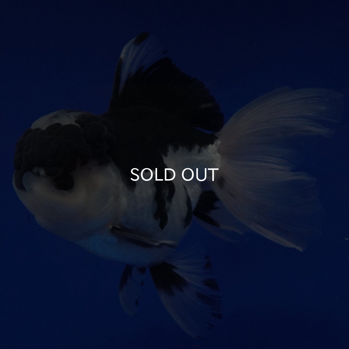 画像9: タイ産 パンダオランダ 12cm± (9)