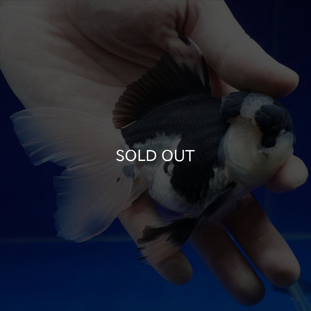 画像8: タイ産 パンダオランダ 12cm± (8)