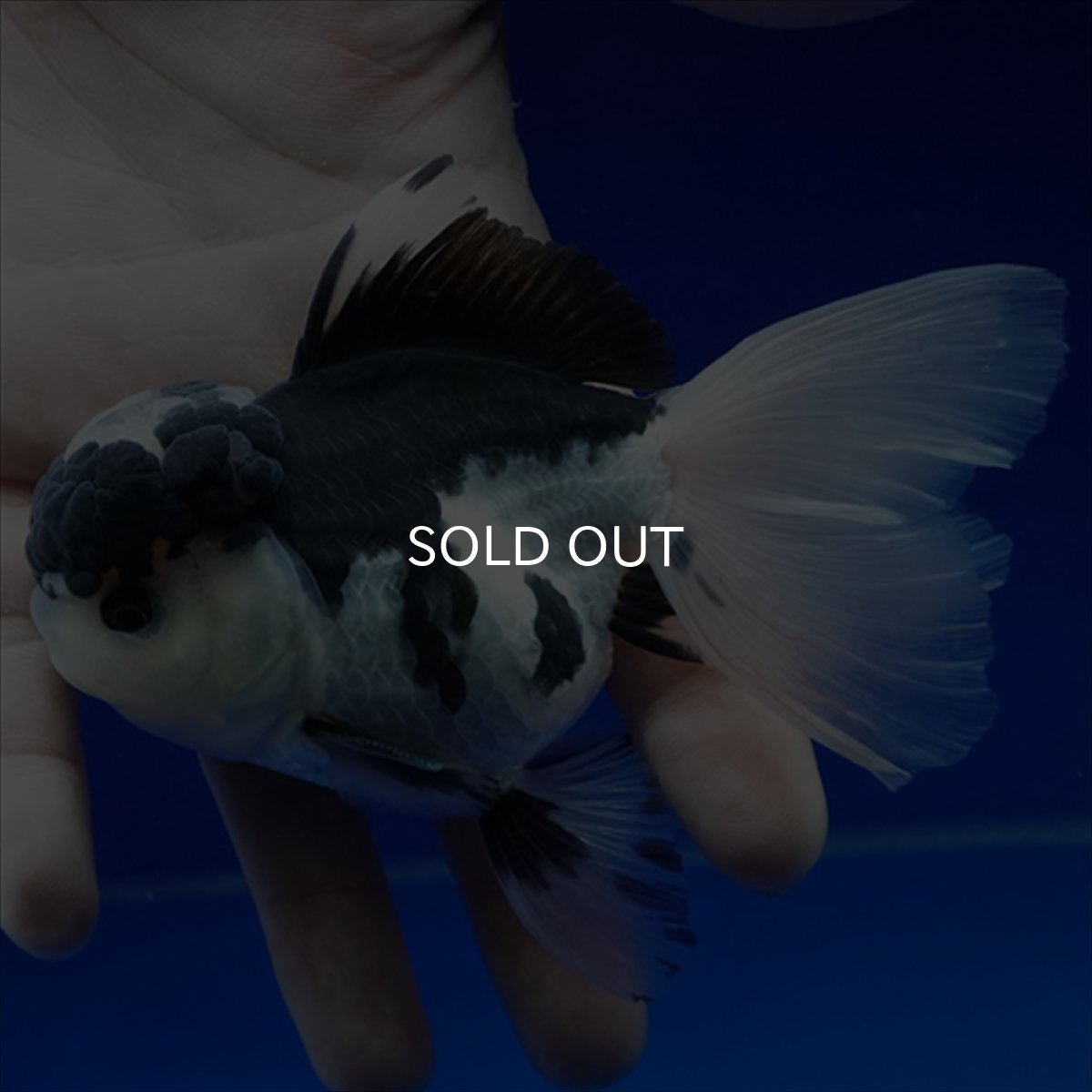 画像7: タイ産 パンダオランダ 12cm± (7)