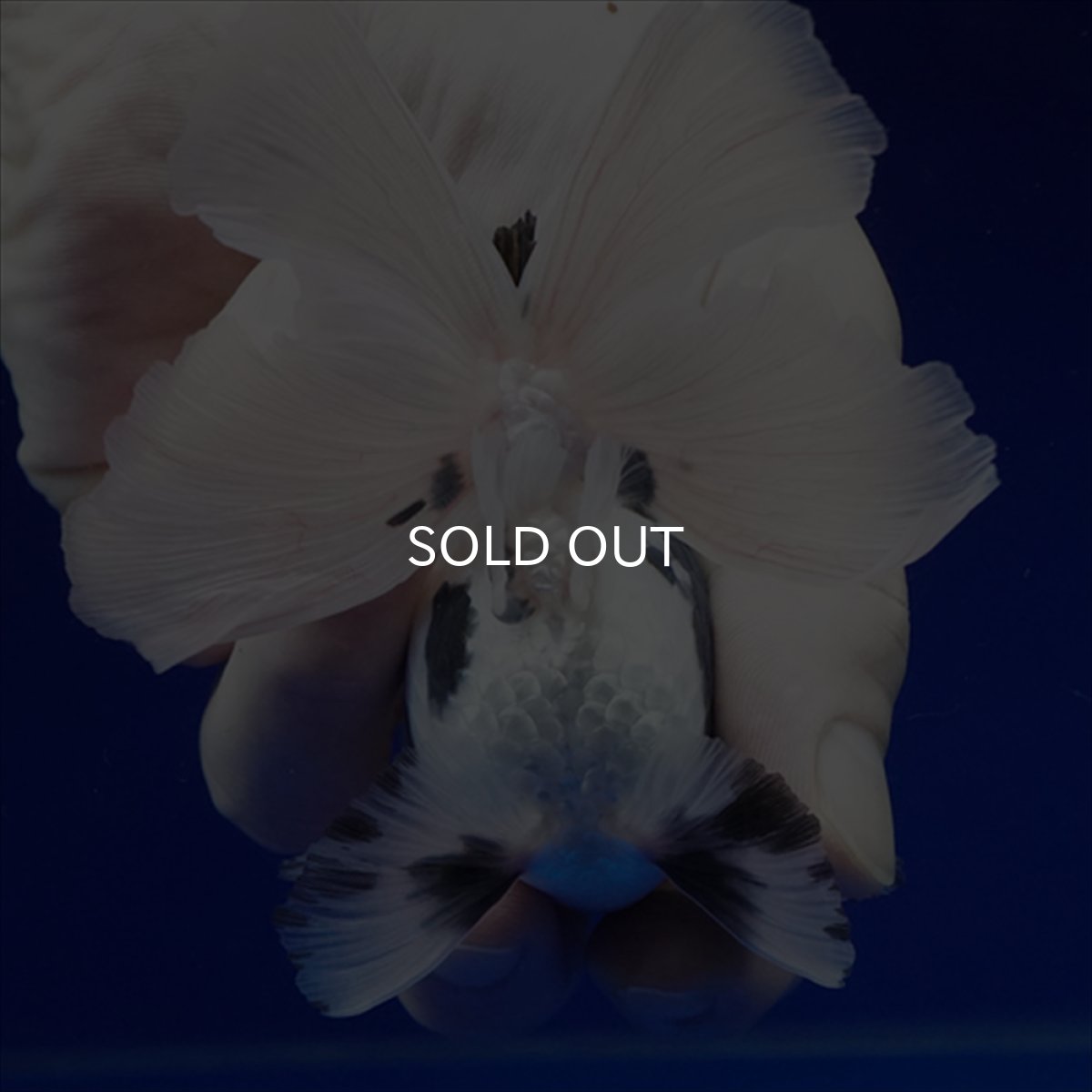 画像6: タイ産 パンダオランダ 12cm± (6)